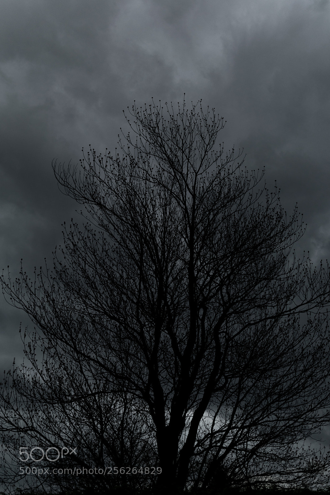 Nikon D5300 sample photo. Untitled photography