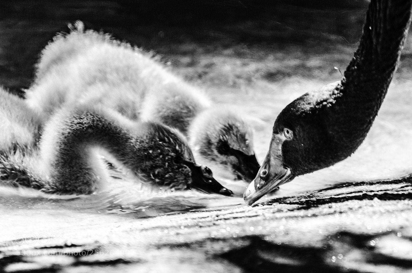 Nikon D7000 sample photo. Swan family photography