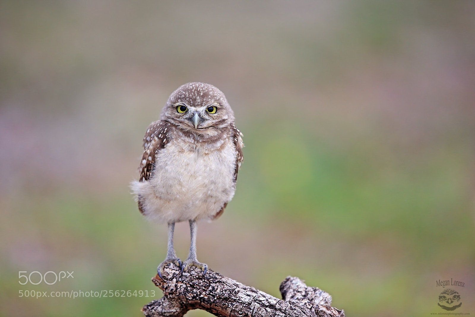 Canon EOS-1D X sample photo. Moody owlet photography