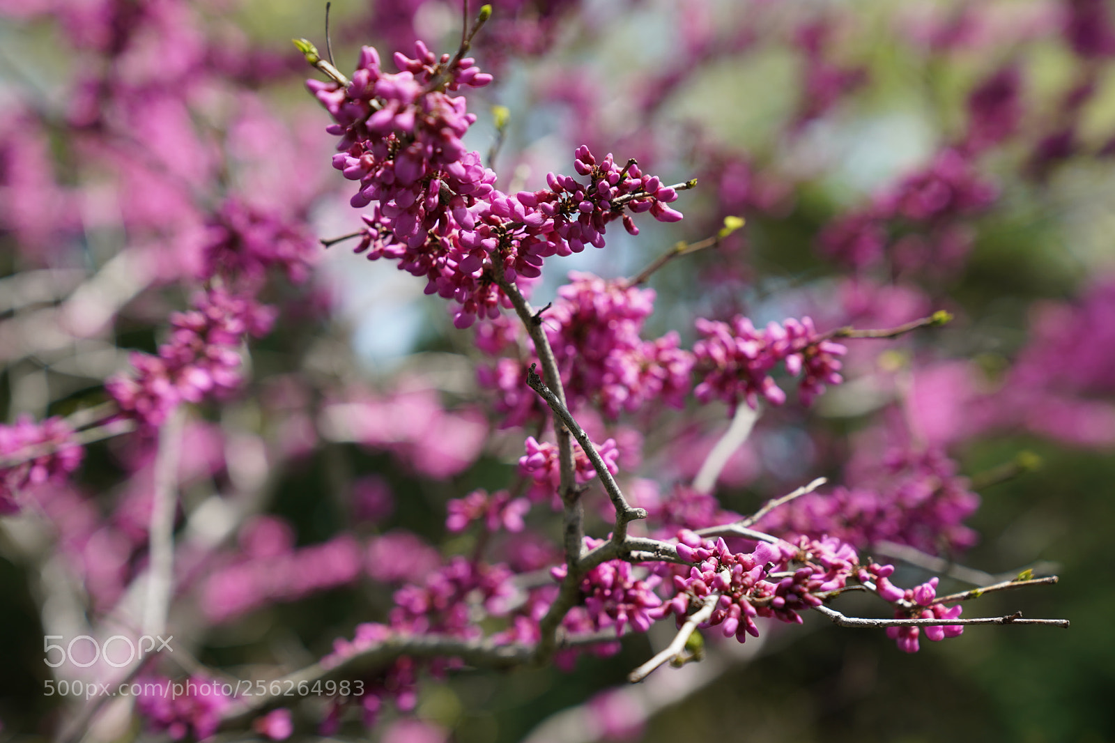 Sony a9 sample photo. Dsc photography