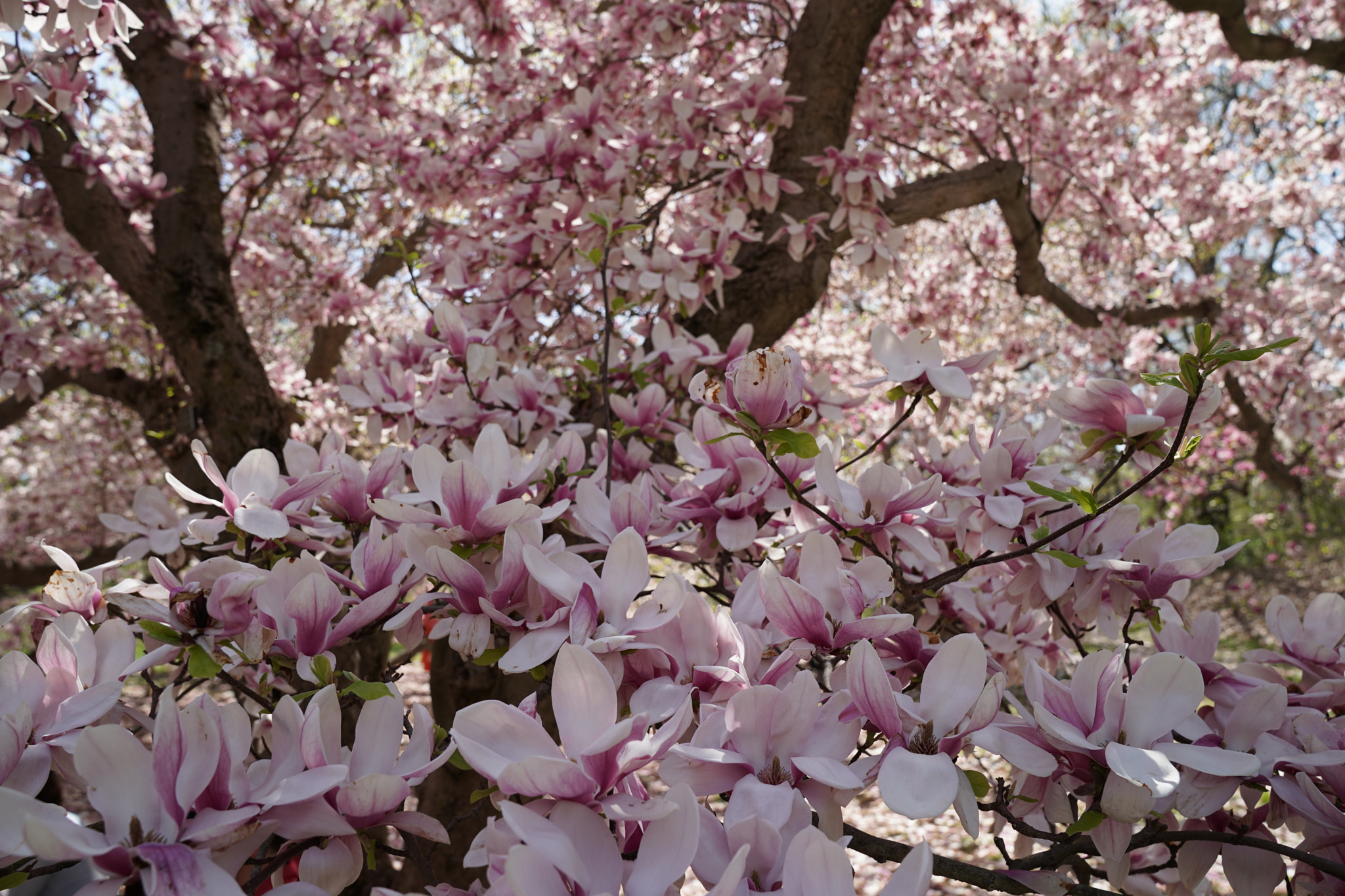 Sony FE 24-70mm F2.8 GM sample photo. Dsc photography