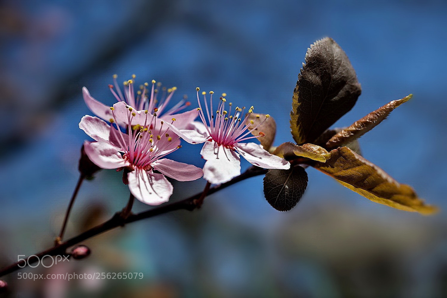 Sony a6000 sample photo. — photography