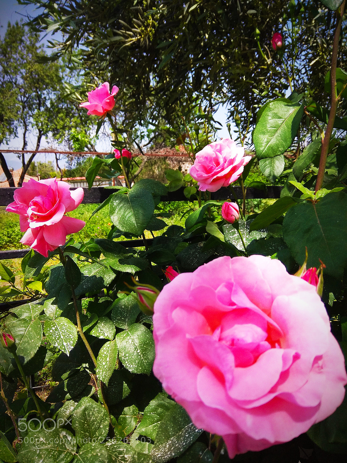 Xiaomi Redmi Note 4 sample photo. Untitled photography