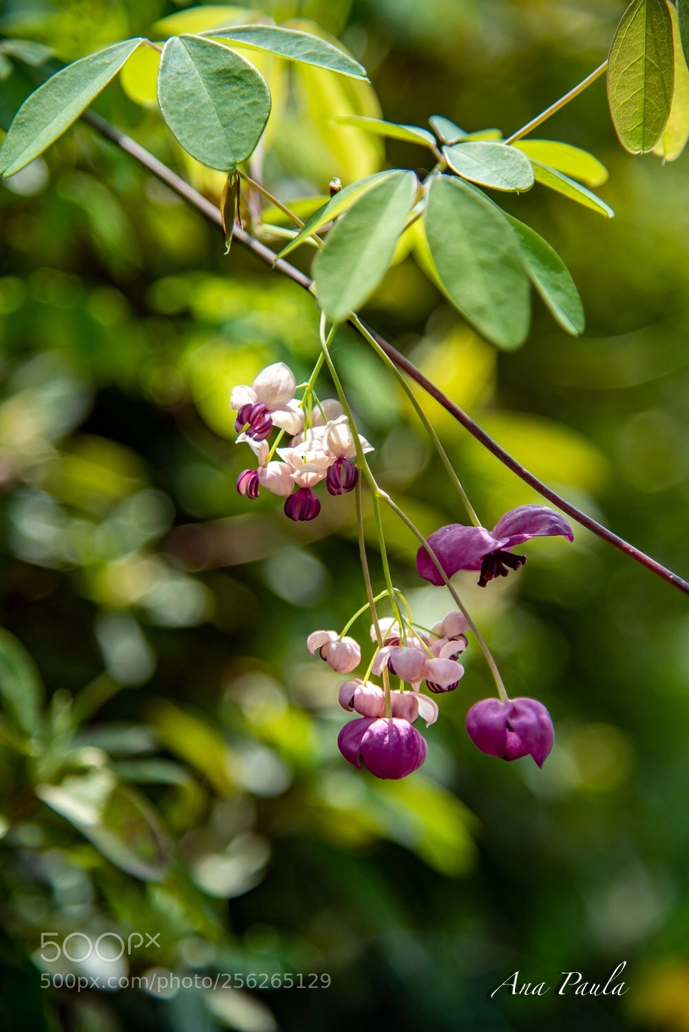 Nikon D750 sample photo. Flower photography