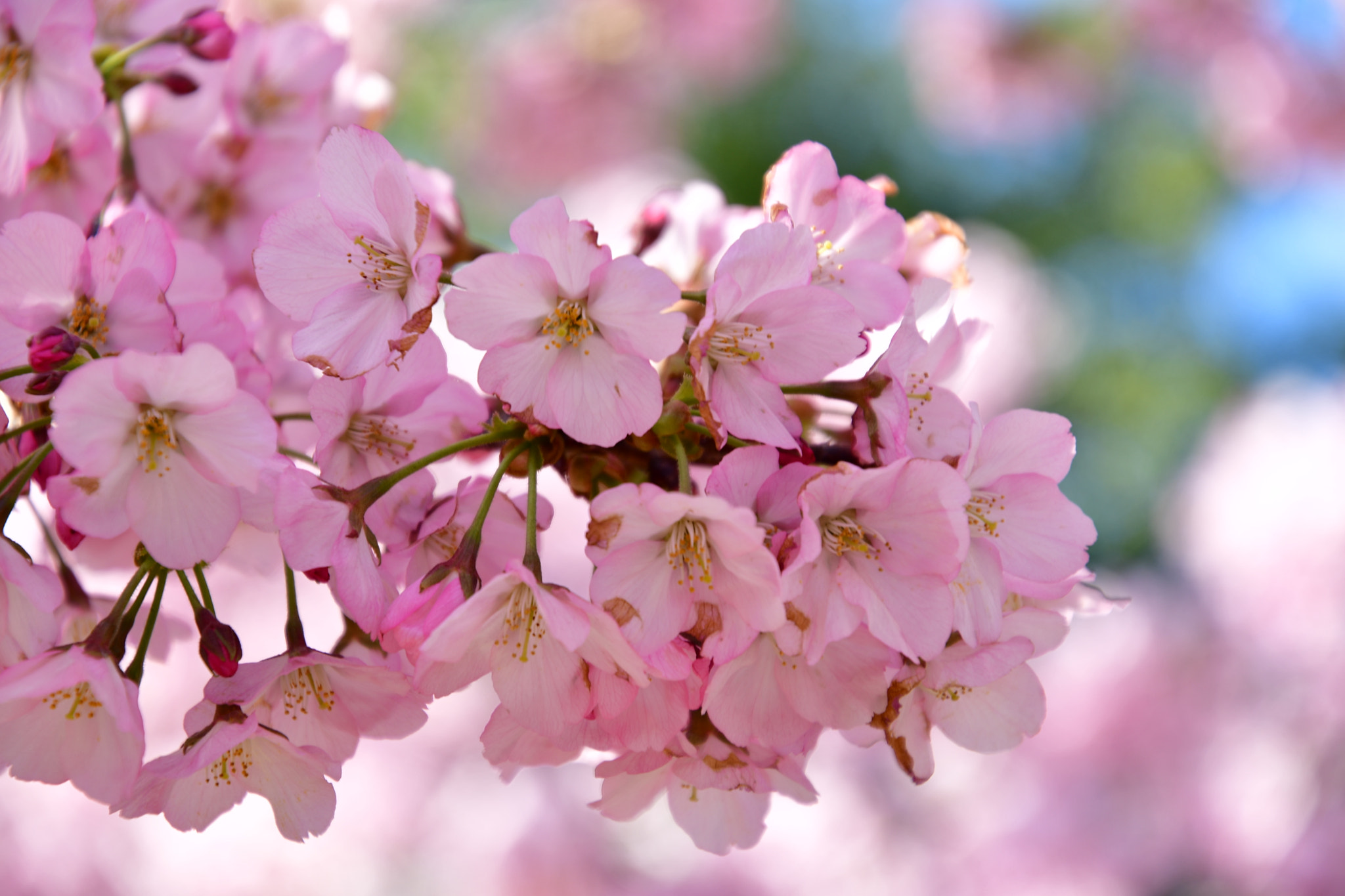 Nikon D7500 sample photo. Pink cherry flowers  photography