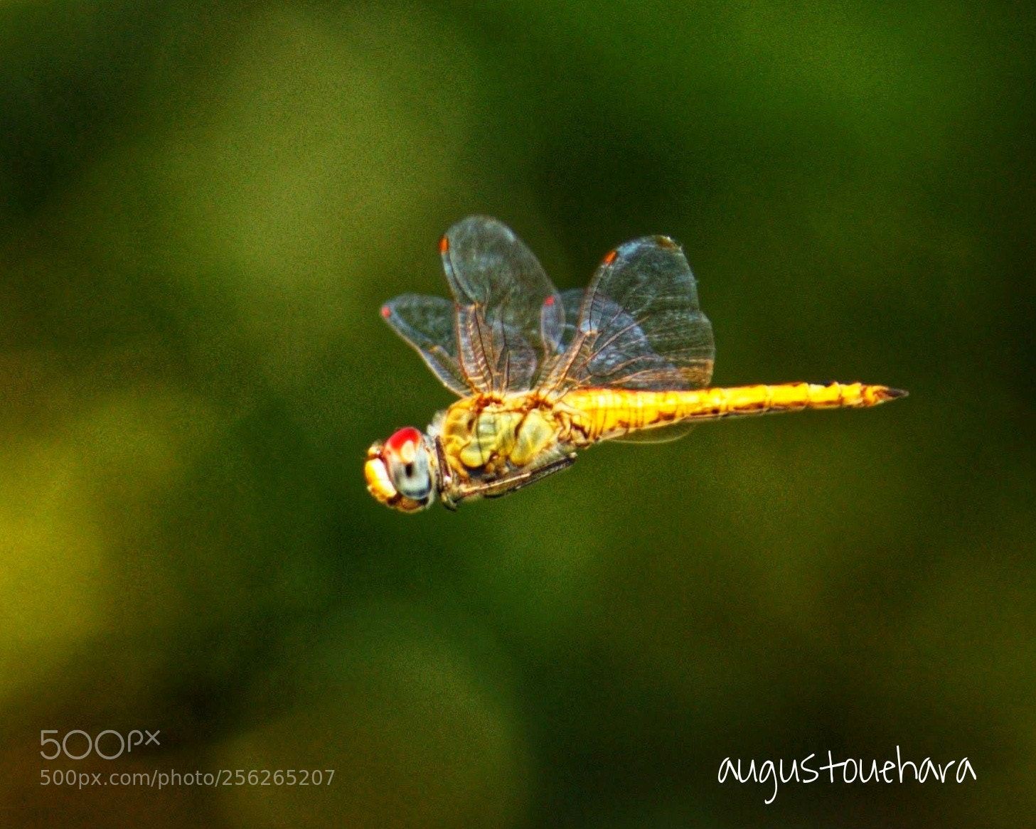 Canon EOS 1200D (EOS Rebel T5 / EOS Kiss X70 / EOS Hi) sample photo. Dragonfly in the air photography
