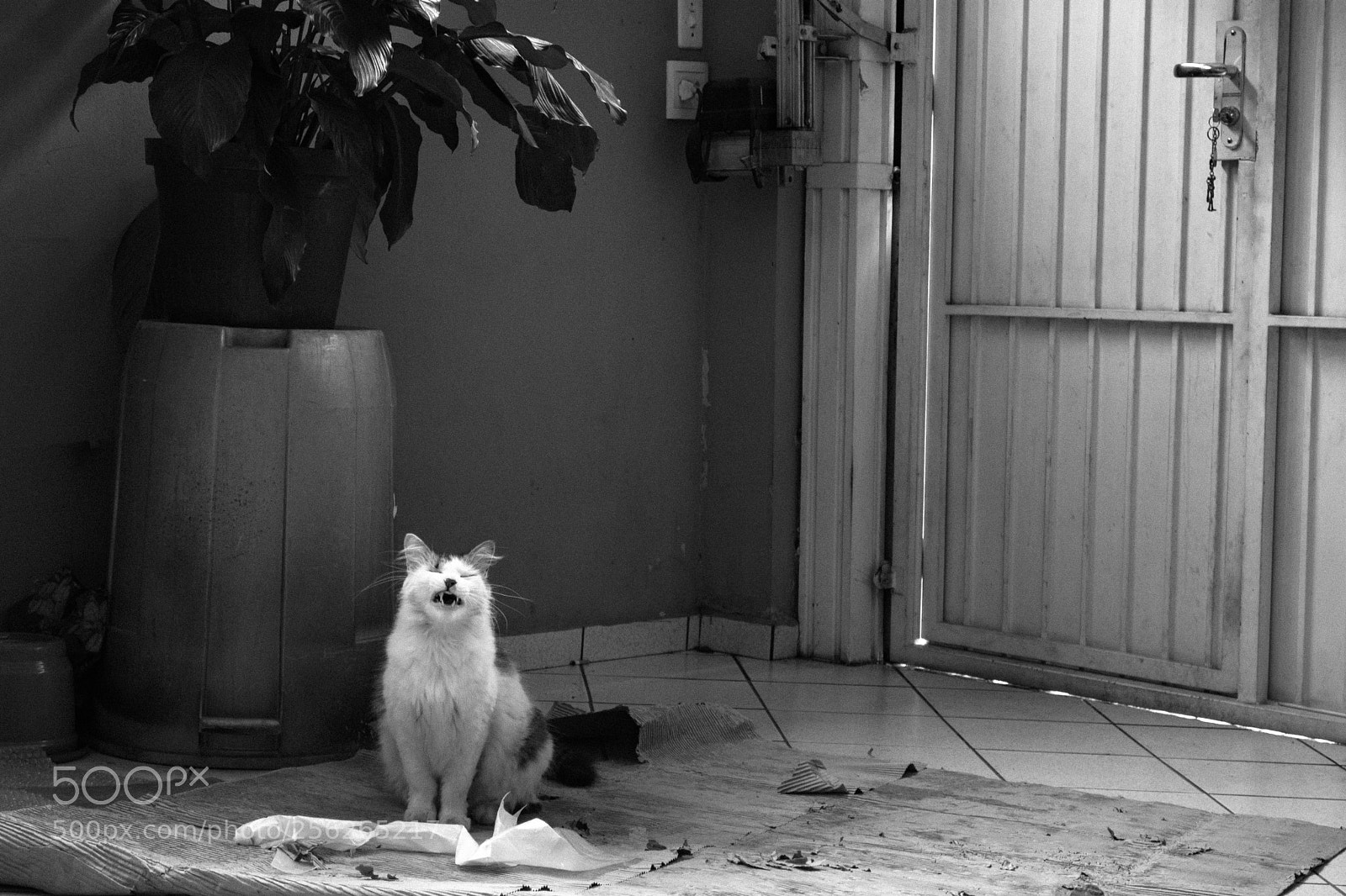 Nikon D5200 sample photo. To smile photography