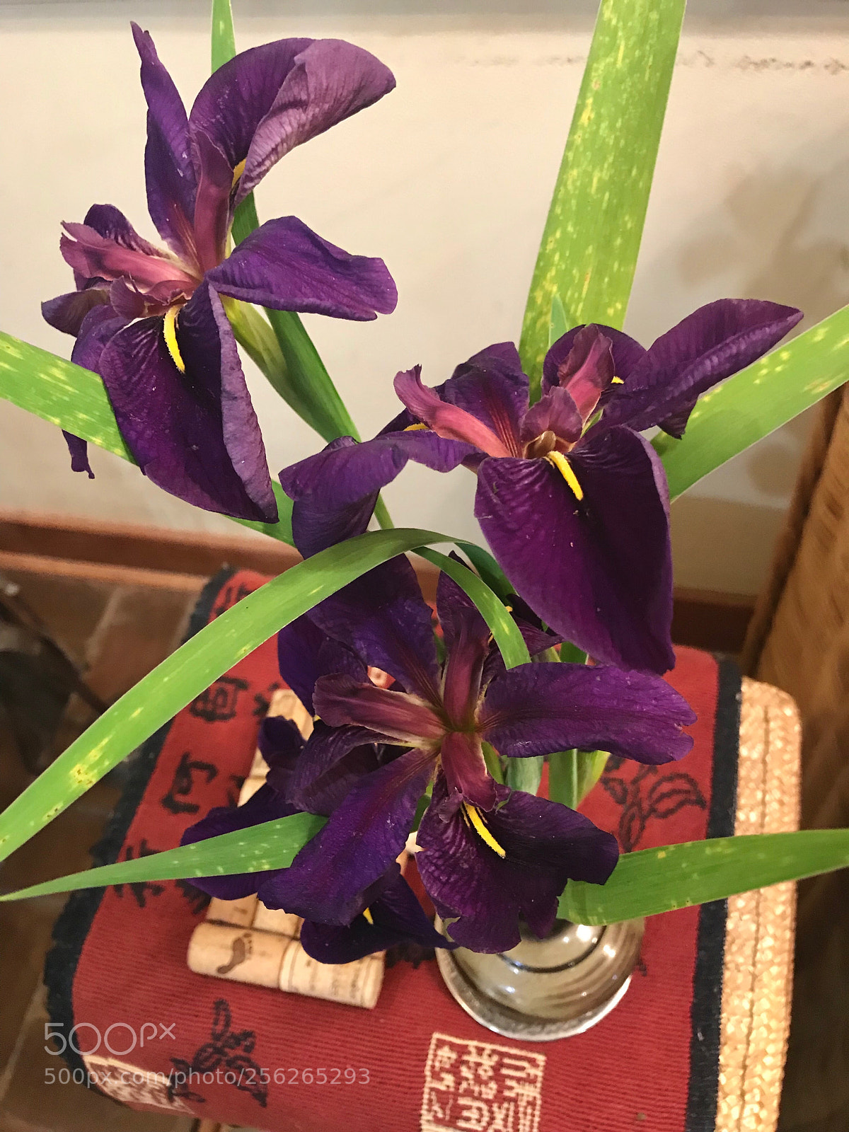 Apple iPhone 7 Plus sample photo. Purple iris photography