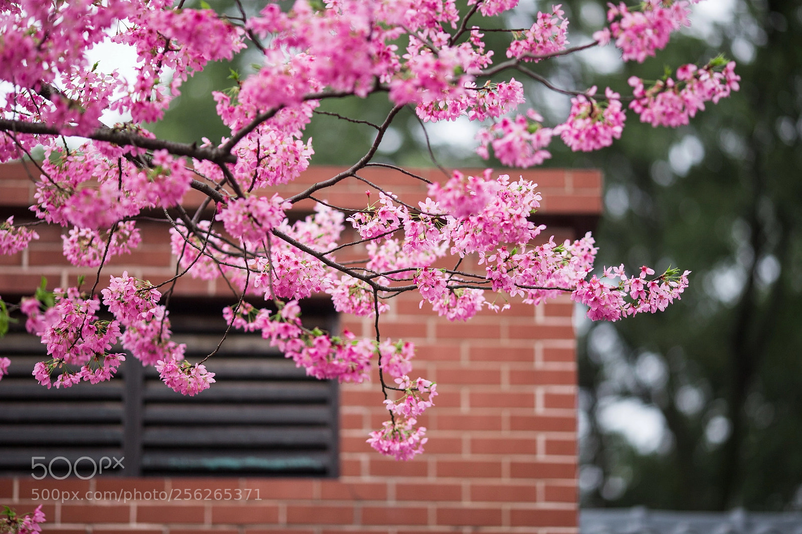 Canon EOS 6D sample photo. Untitled photography