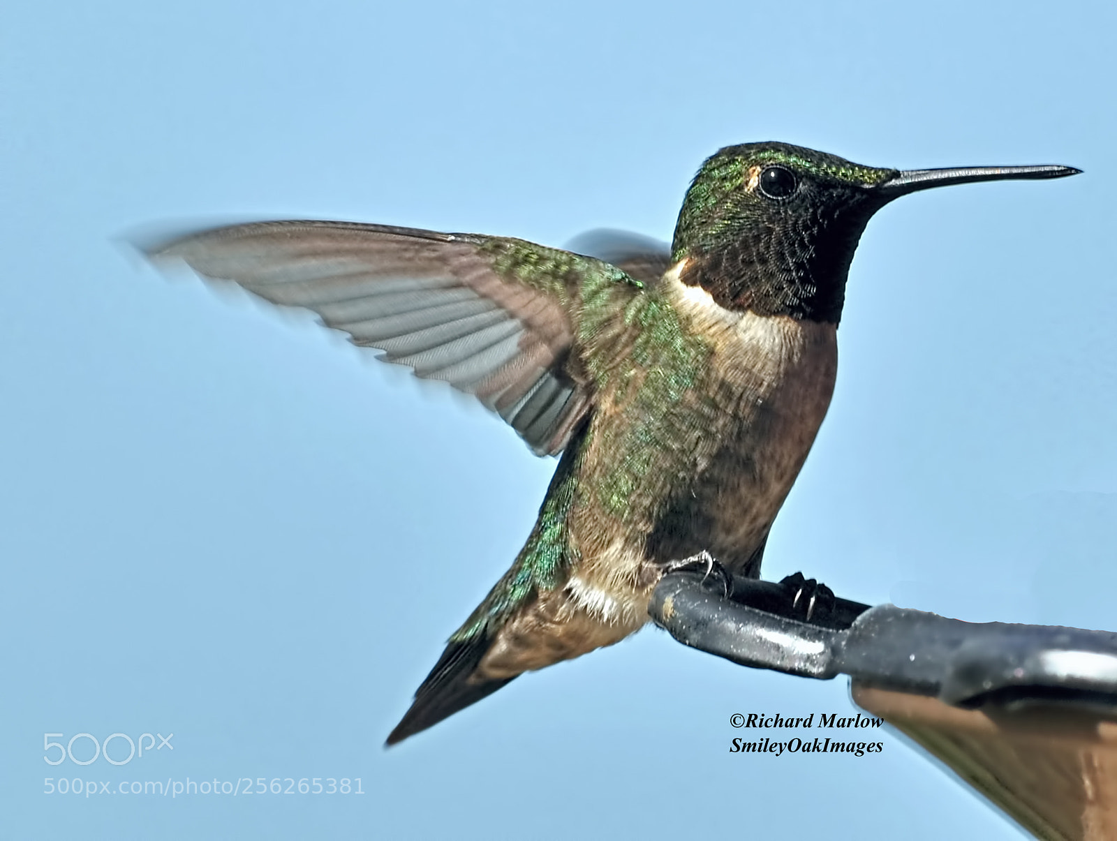 Nikon D5000 sample photo. Hummingbird photography