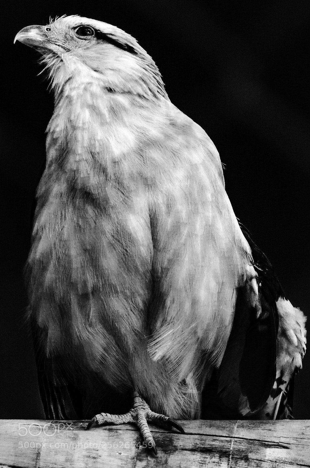 Nikon D7000 sample photo. Hawk photography