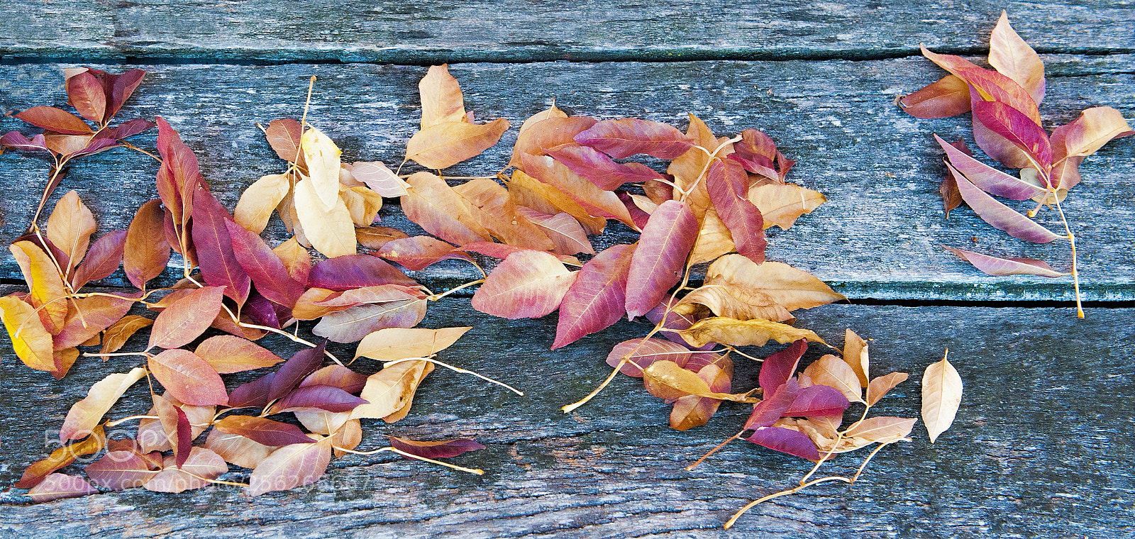 Nikon D700 sample photo. Autumn colours on display photography