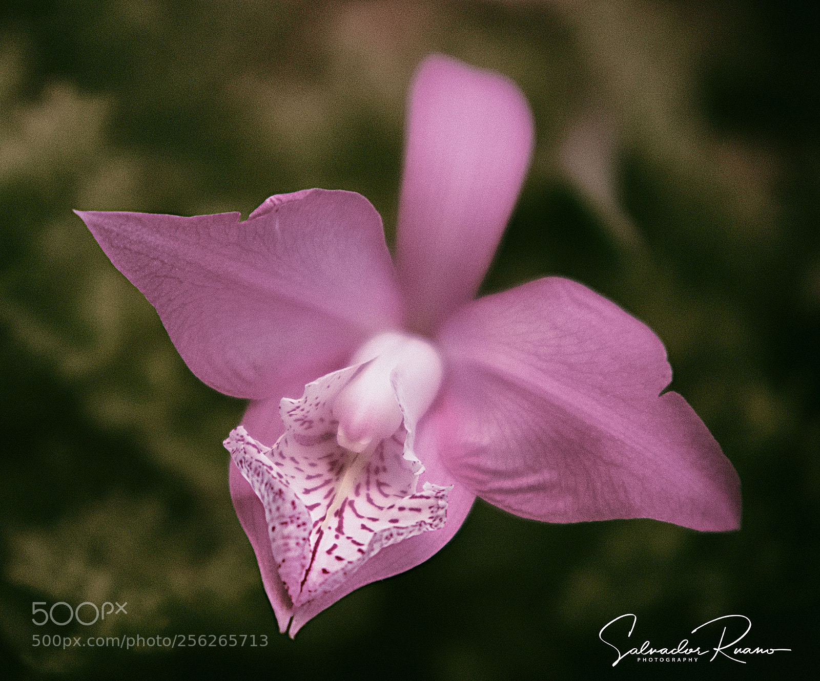 Nikon D7500 sample photo. Bokeh pink orchid photography