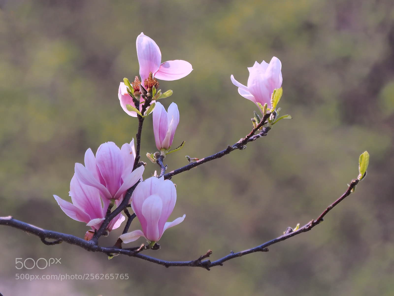 Olympus OM-D E-M1 Mark II sample photo. Love pink photography