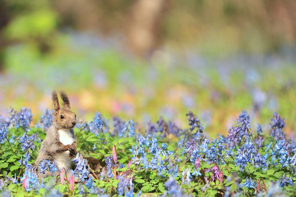 Nikon D3S + Sigma 50-500mm F4.5-6.3 DG OS HSM sample photo. ぼくのスプリングエフェメラル photography