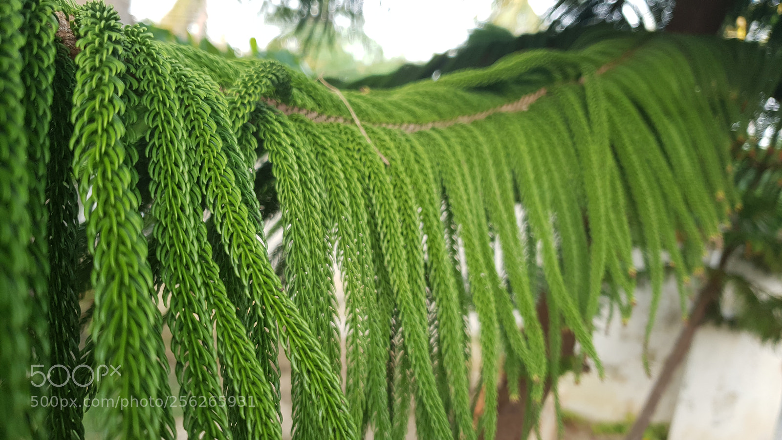 Samsung Galaxy S9+ sample photo. Green garden photography