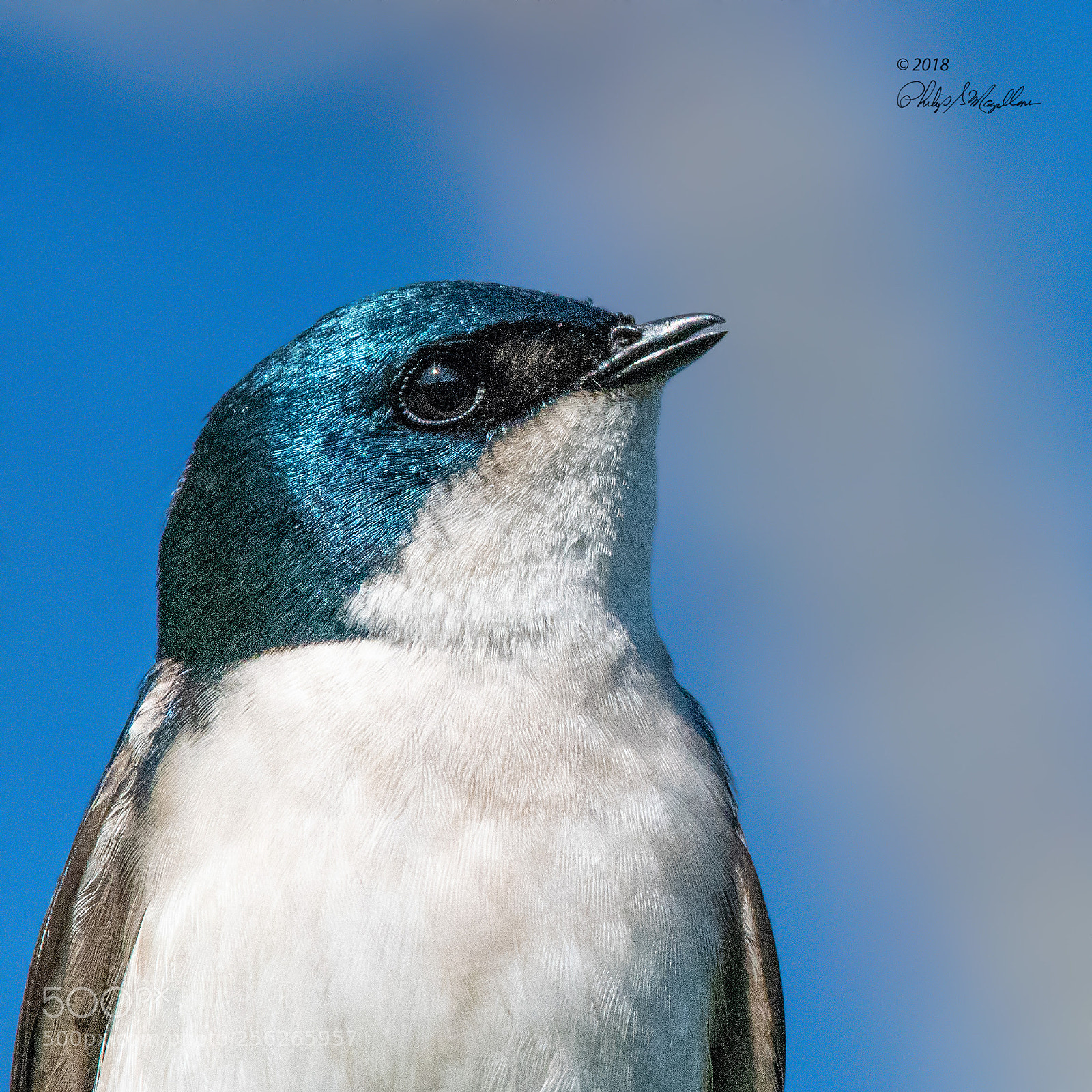 Nikon D500 sample photo. Tree swallow portrait photography