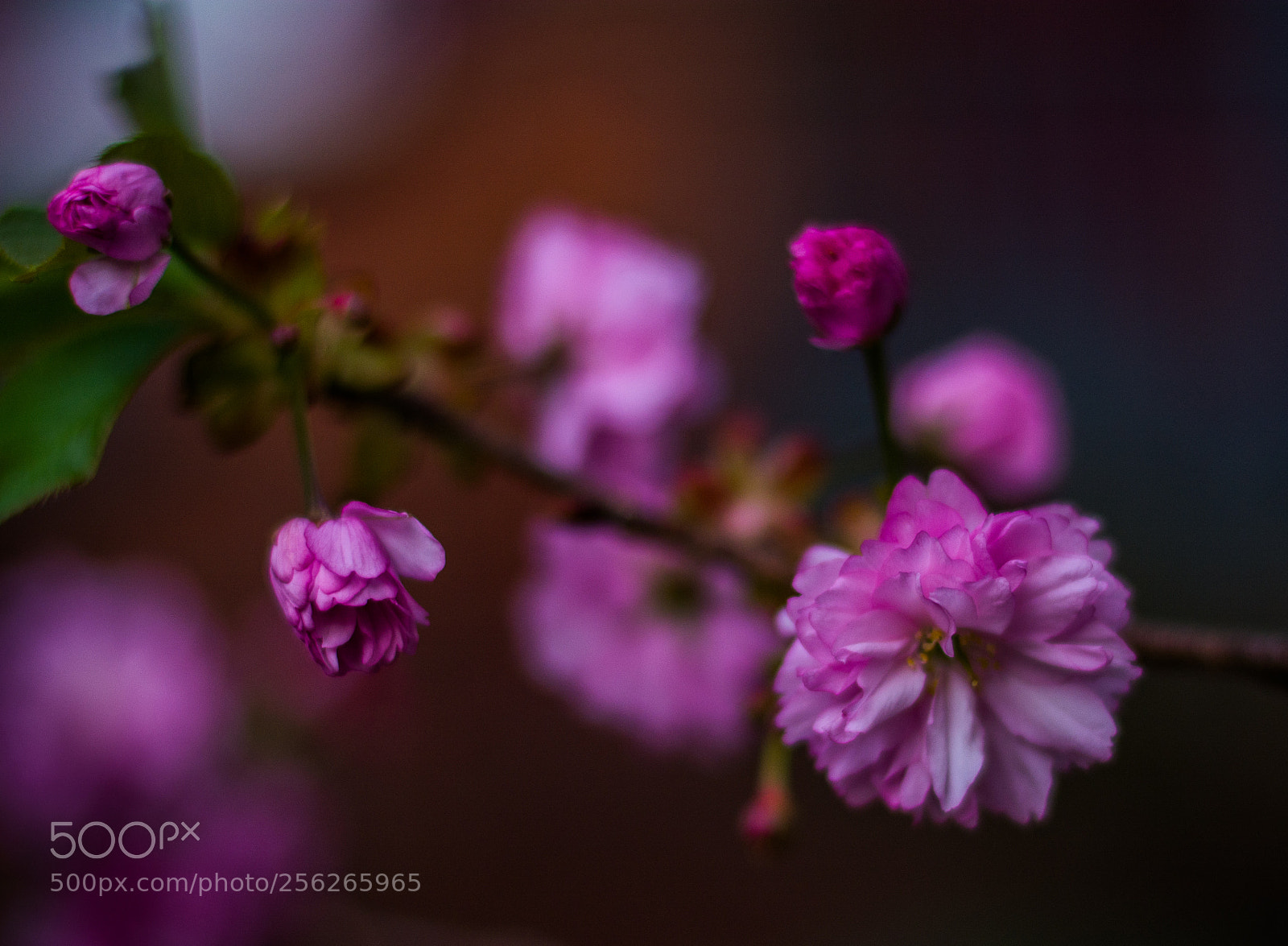 Nikon D5200 sample photo. Spring in princeton photography