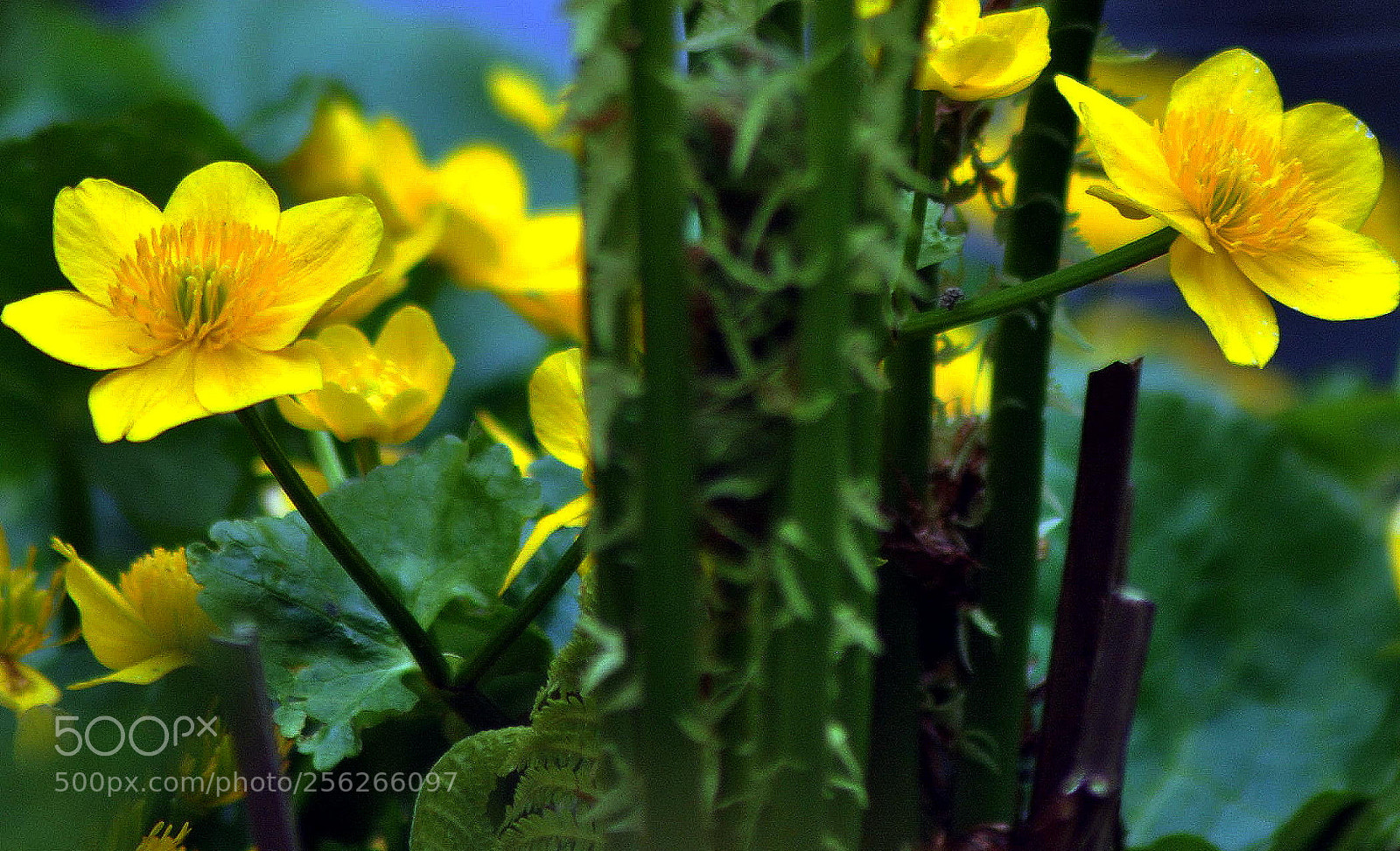 Nikon D3000 sample photo. Marsh  marigolds photography