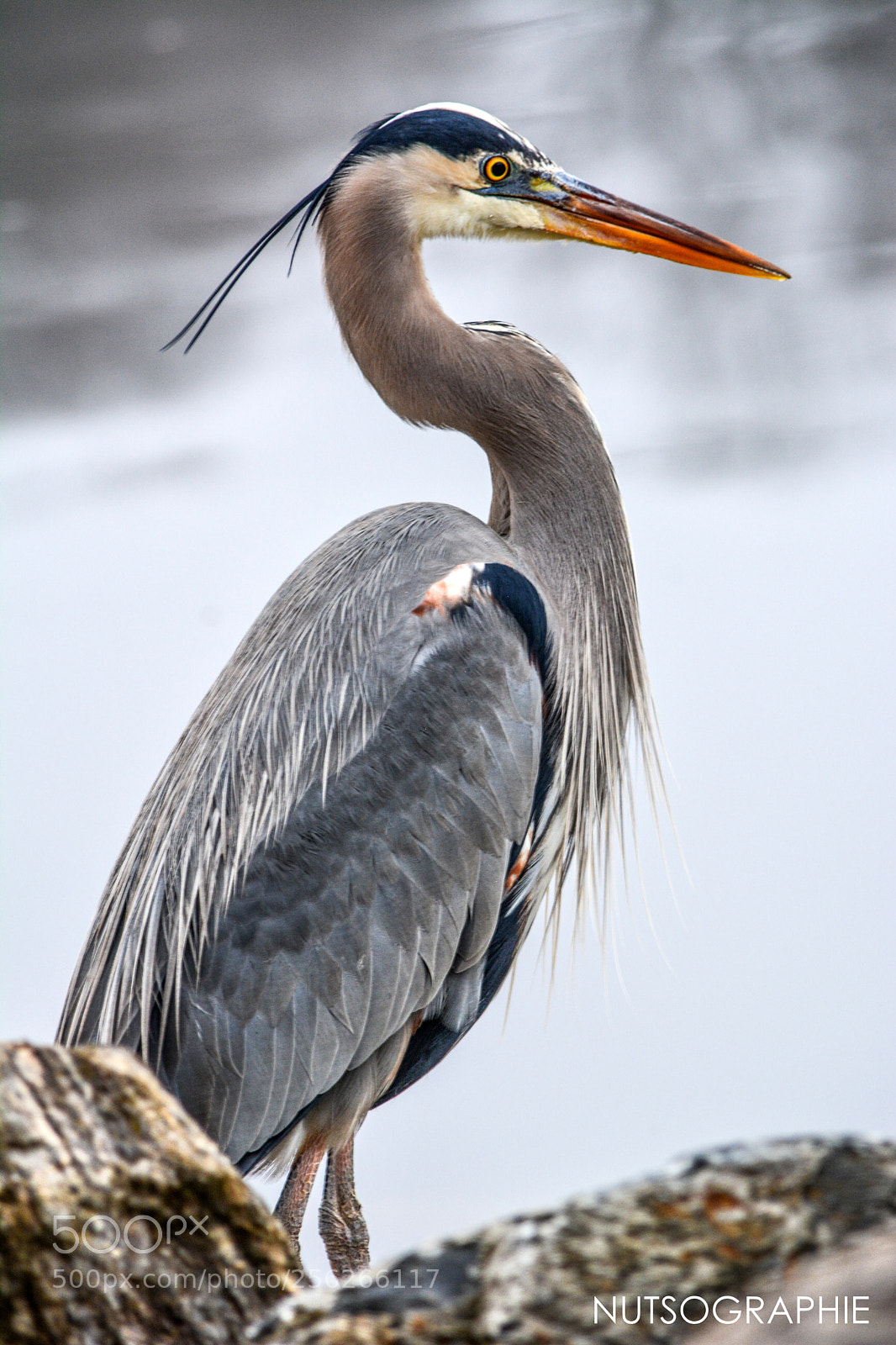 Nikon D5200 sample photo. The great blue heron photography