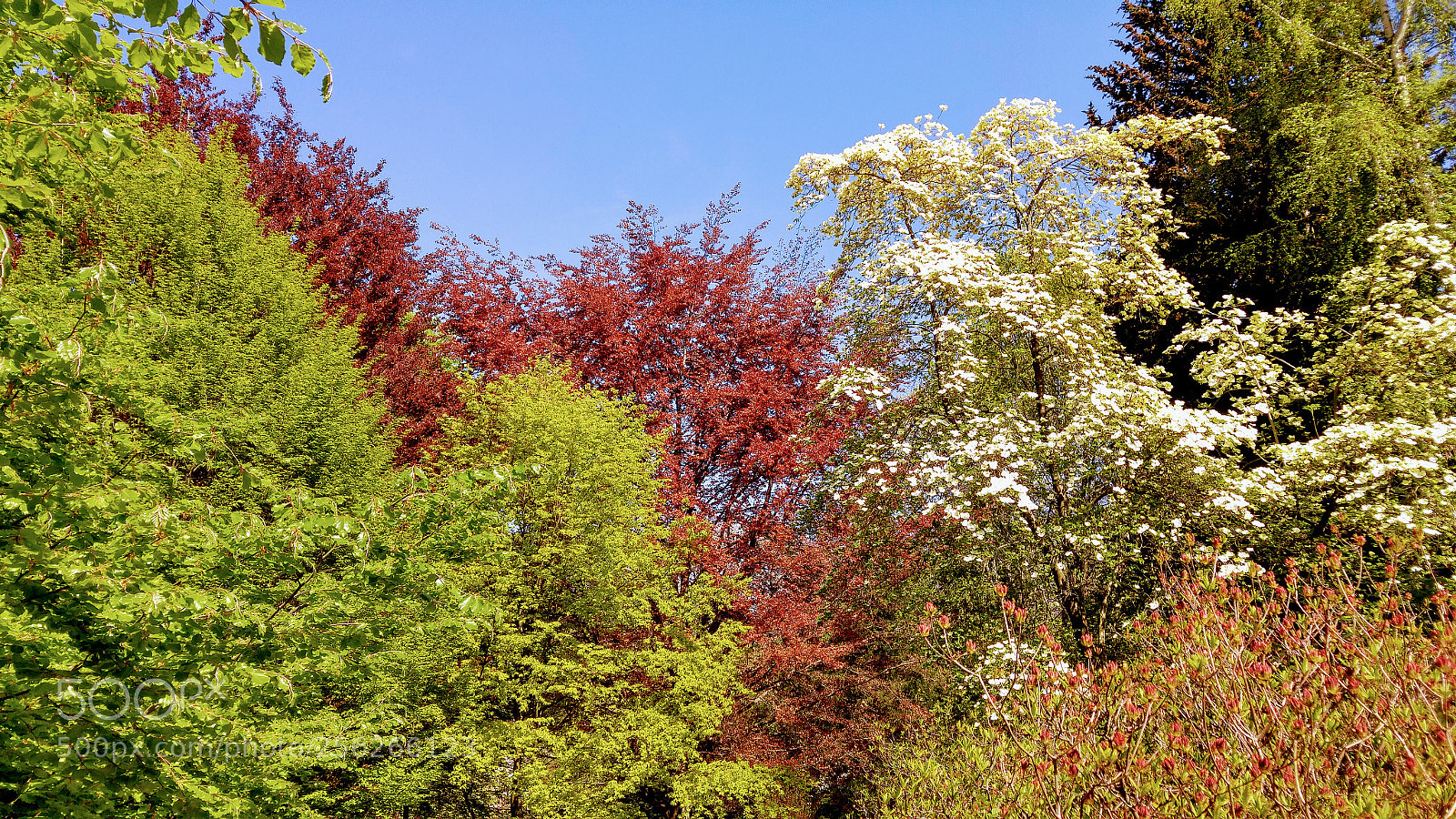 LG G4 sample photo. Canopy of colors photography