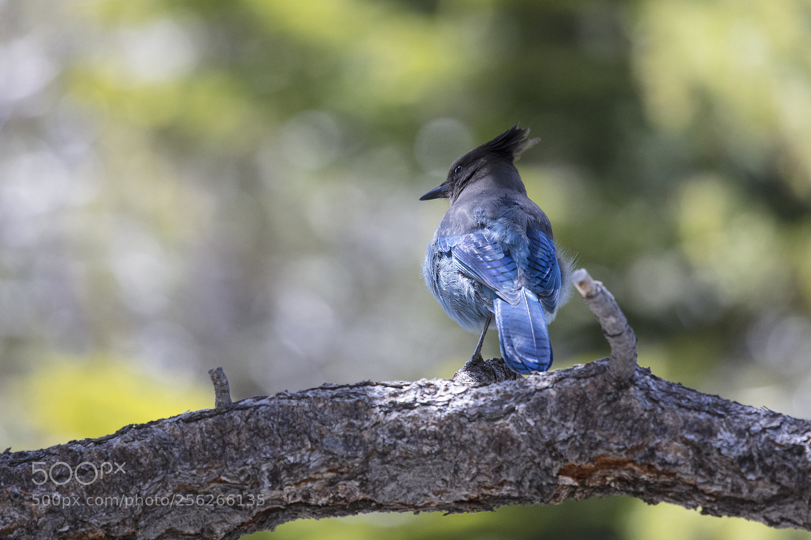 Canon EOS 5DS R sample photo. Eagle falls photography
