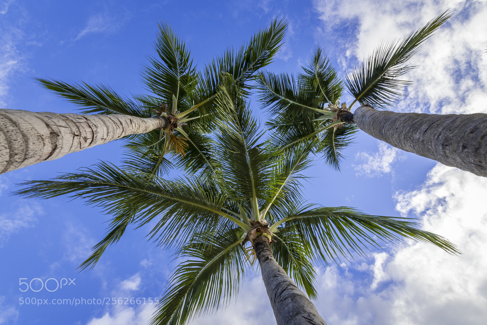 Nikon D850 sample photo. Palm trees photography