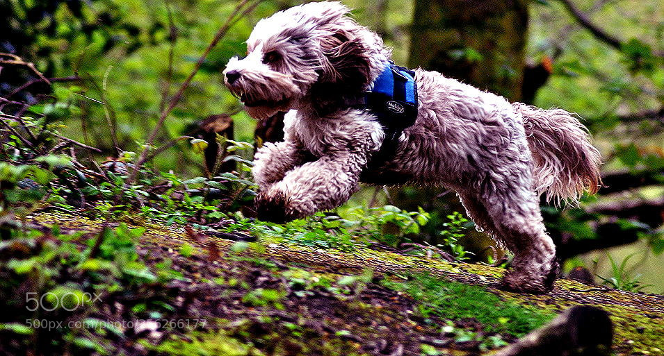 Nikon D3000 sample photo. Power  of  the  pooch photography