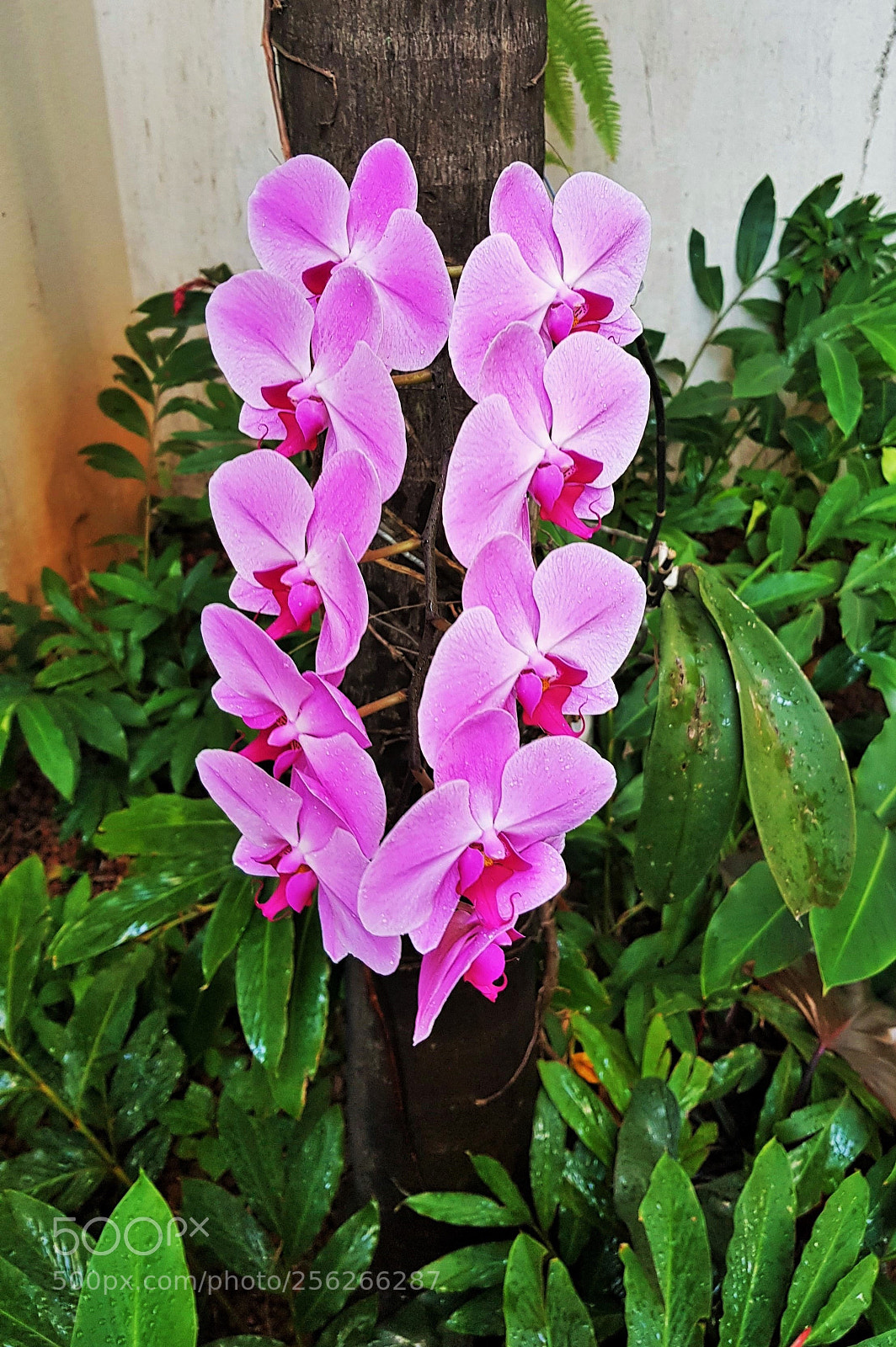 Samsung Galaxy S8 sample photo. Identical twins! photography