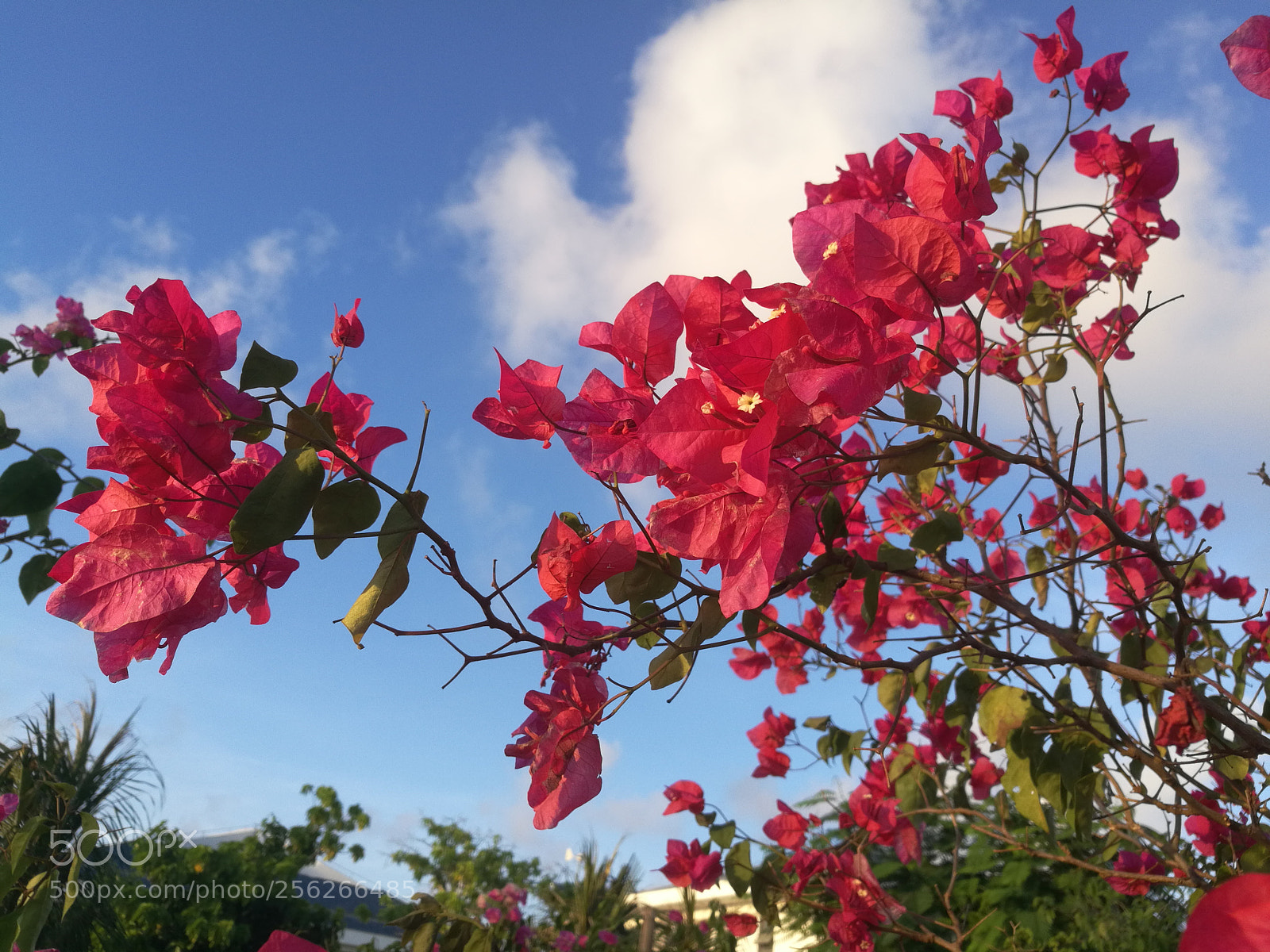 HUAWEI Honor 8 sample photo. Cof photography