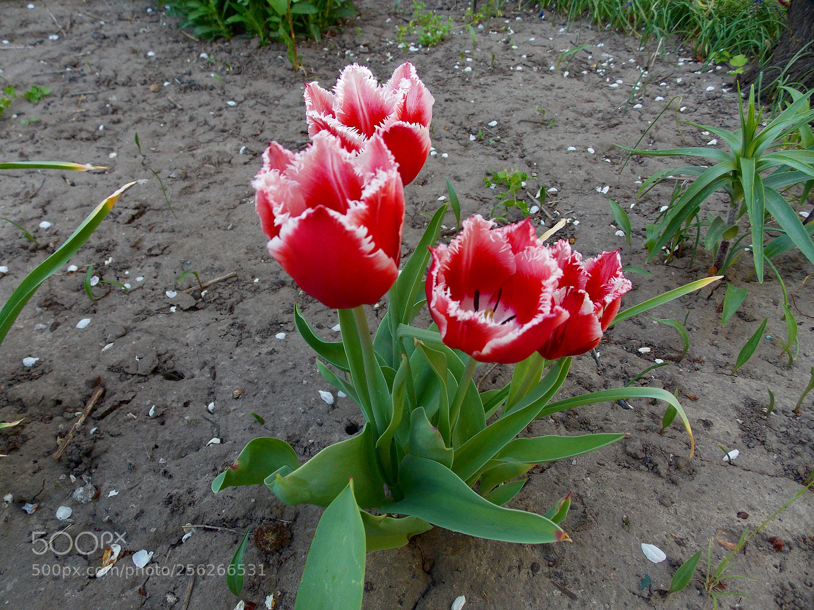 Nikon Coolpix L810 sample photo. Цветы - тюльпаны. photography