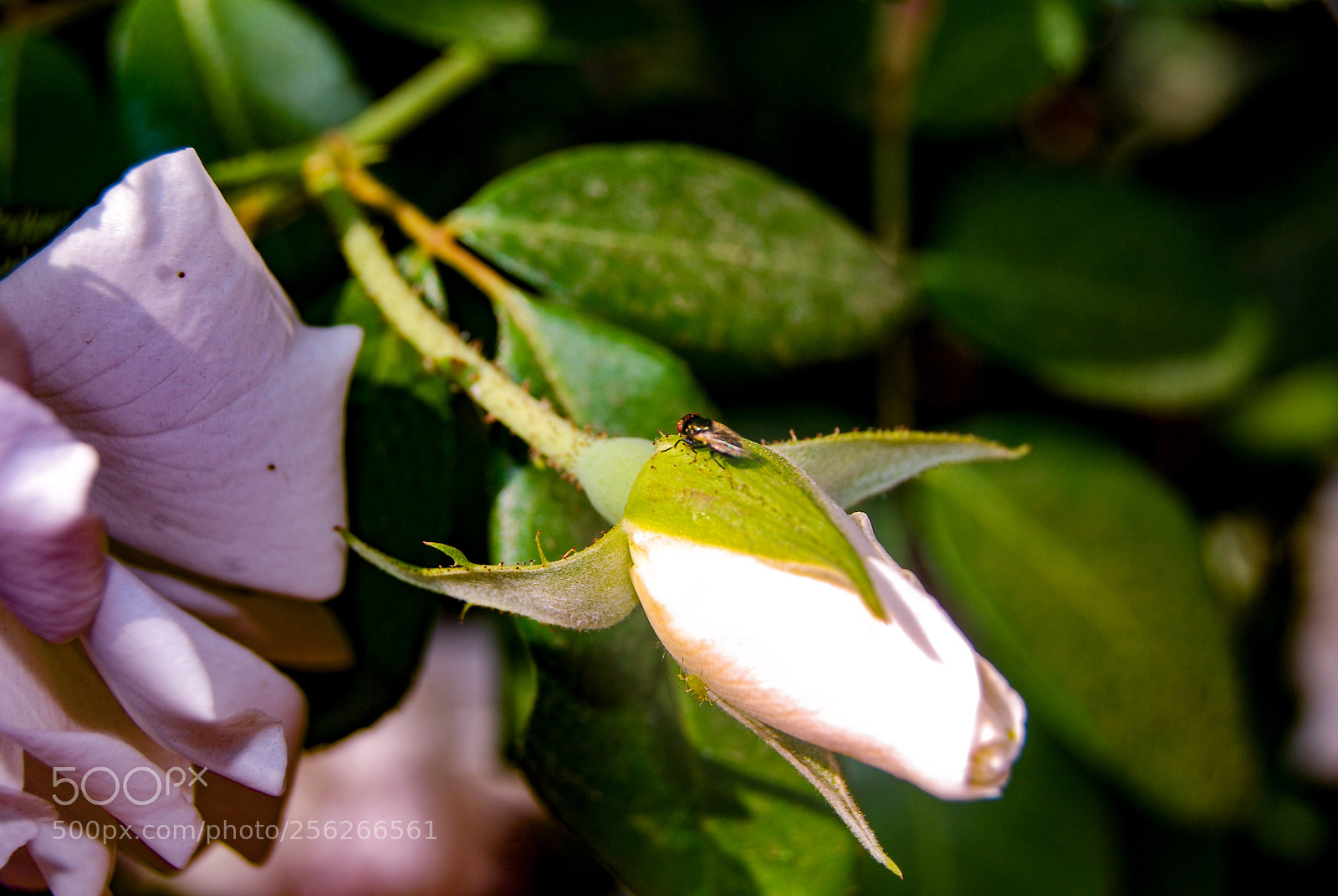 Nikon D40X sample photo. Young photography