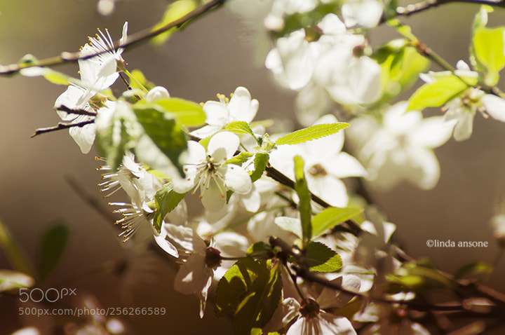 Nikon D5000 sample photo. Springtime photography