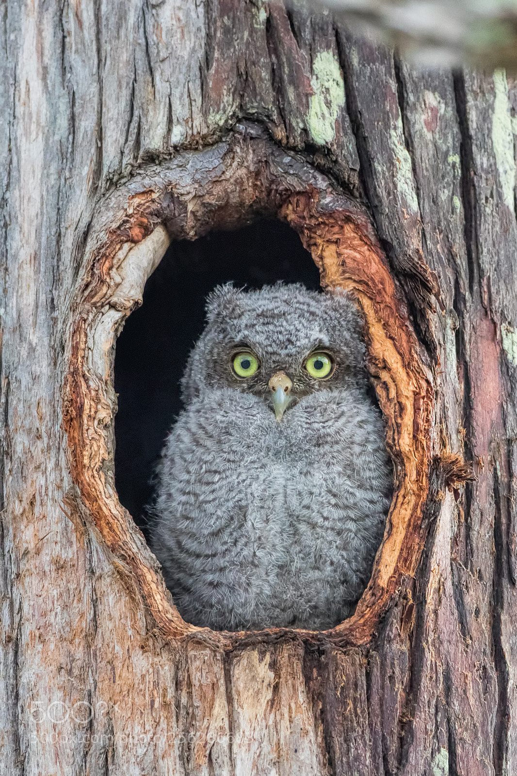 Canon EOS 7D Mark II sample photo. Eastern screech owl chick photography