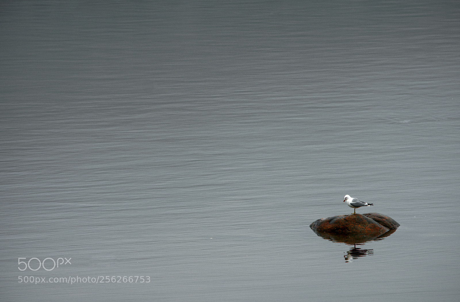 Pentax K-3 sample photo. Goéland1 photography