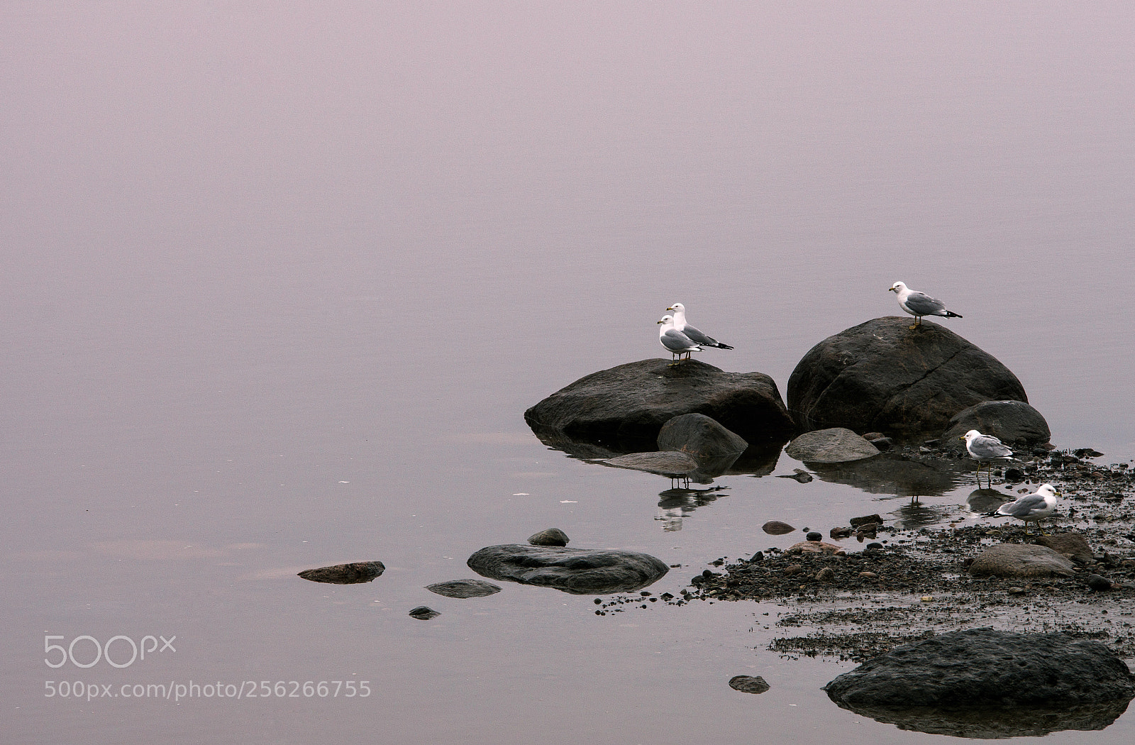 Pentax K-3 sample photo. Goelands saguenay photography