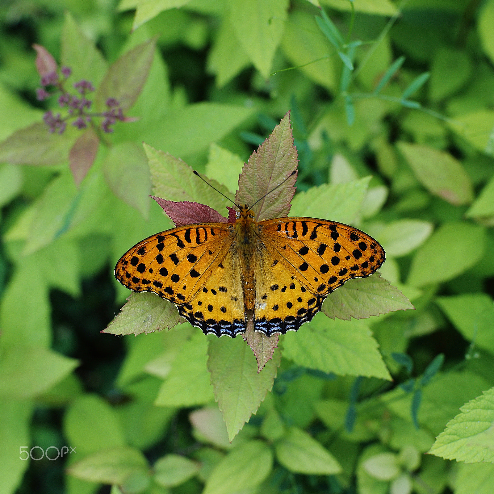 ZEISS Planar T* 50mm F1.4 sample photo. 斐豹蛱蝶 photography