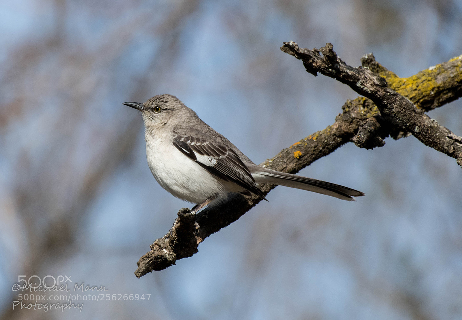 Nikon D850 sample photo. Northern mockingbird photography