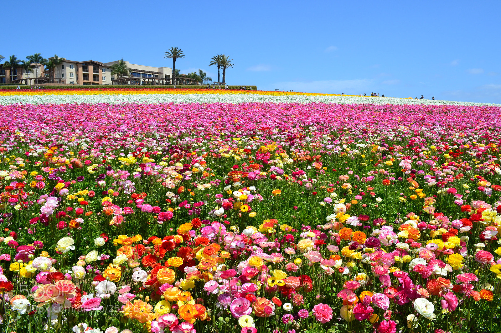 Nikon D3100 sample photo. The flower fields photography