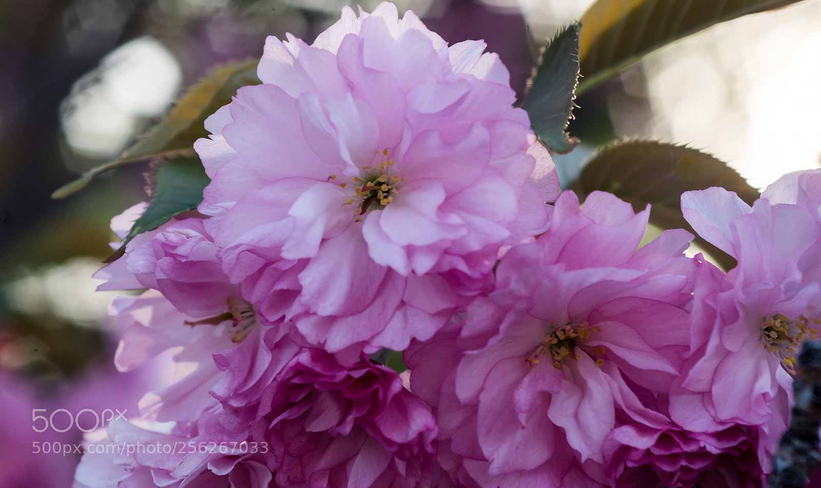 Pentax K-50 sample photo. Full bloom ahead photography