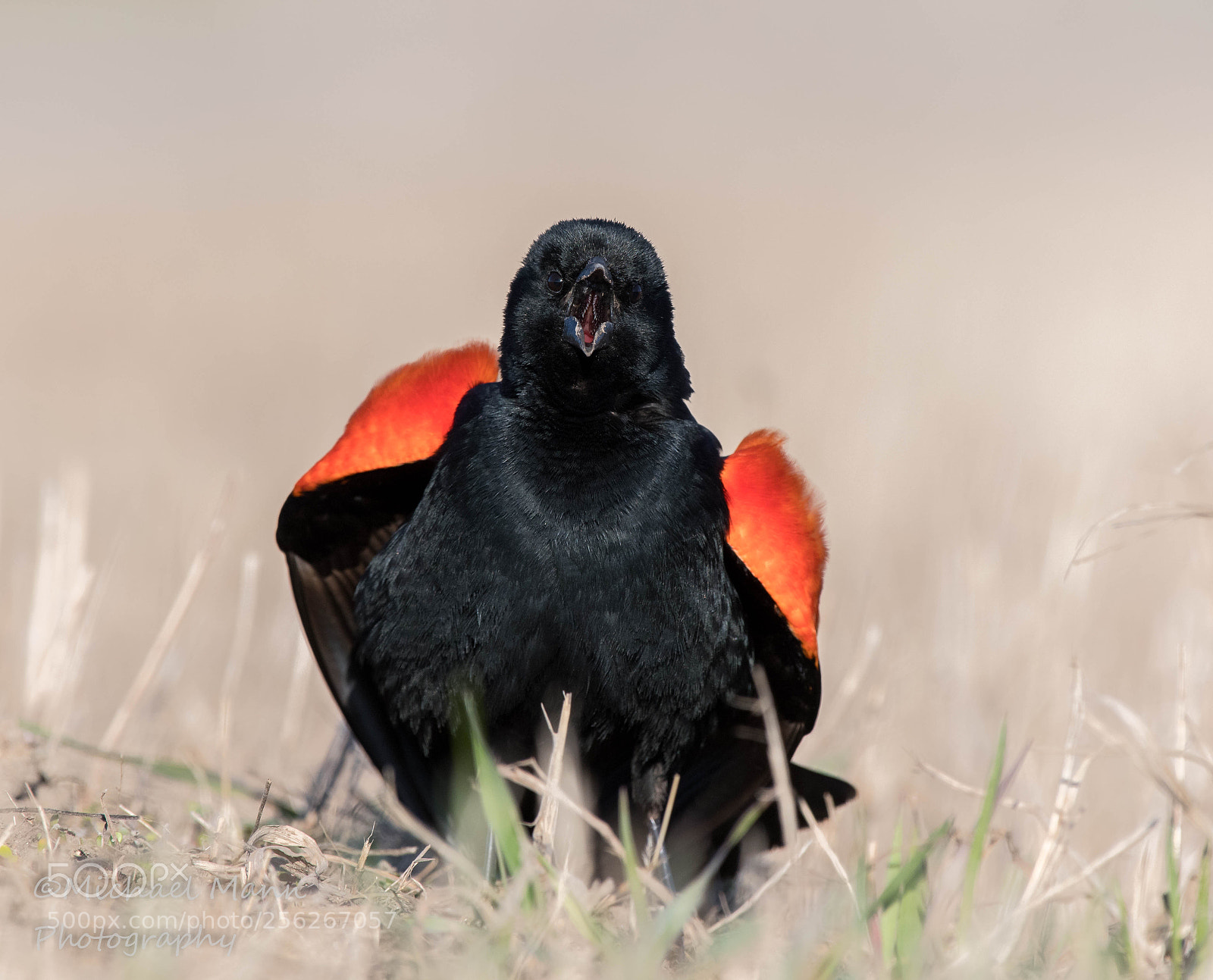 Nikon D850 sample photo. Red-winged blackbird photography