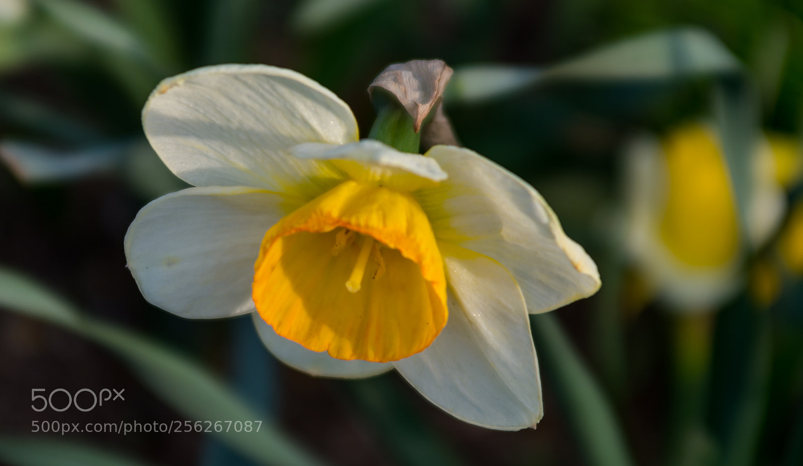 Pentax K-50 sample photo. Cute yellow photography
