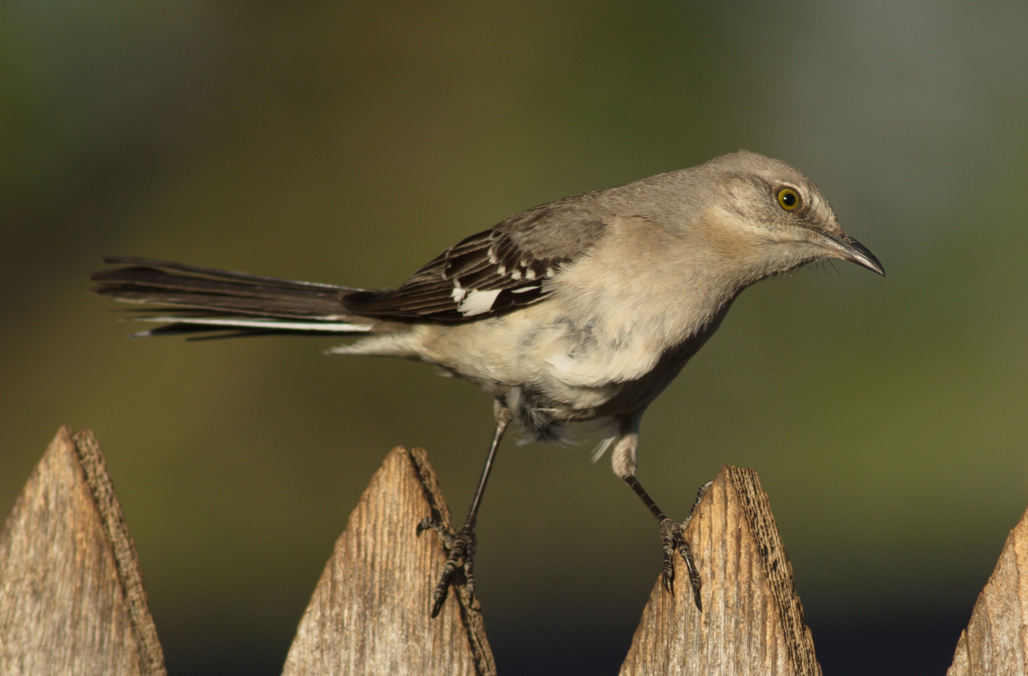 Canon EOS 7D Mark II + Canon EF 400mm F5.6L USM sample photo. Curious photography