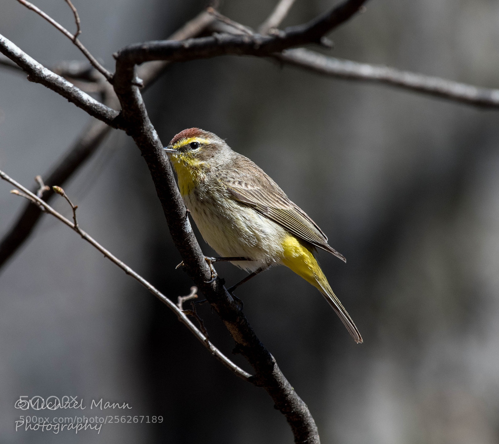 Nikon D850 sample photo. Palm warbler photography