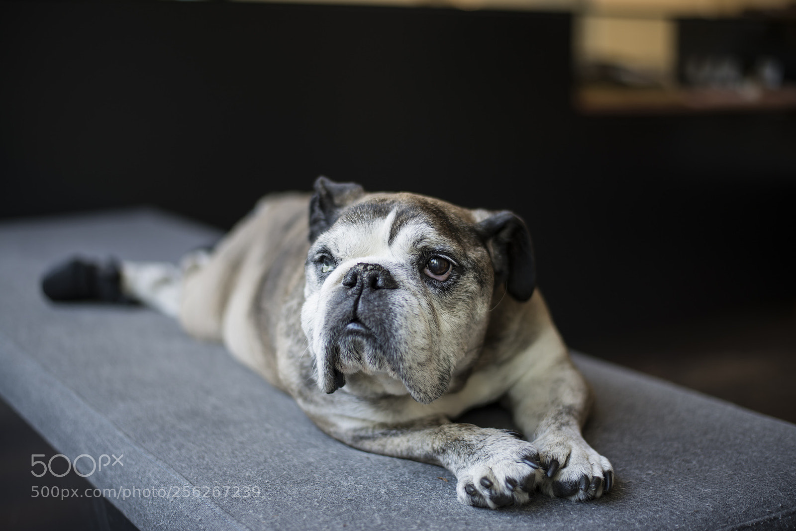 Nikon D800 sample photo. Hanging out photography