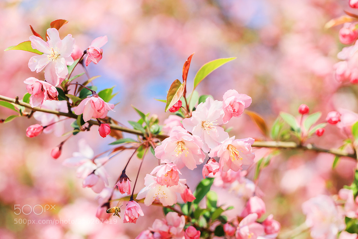 Canon EOS 5D Mark IV sample photo. Malus pumila 'dulcissim' photography