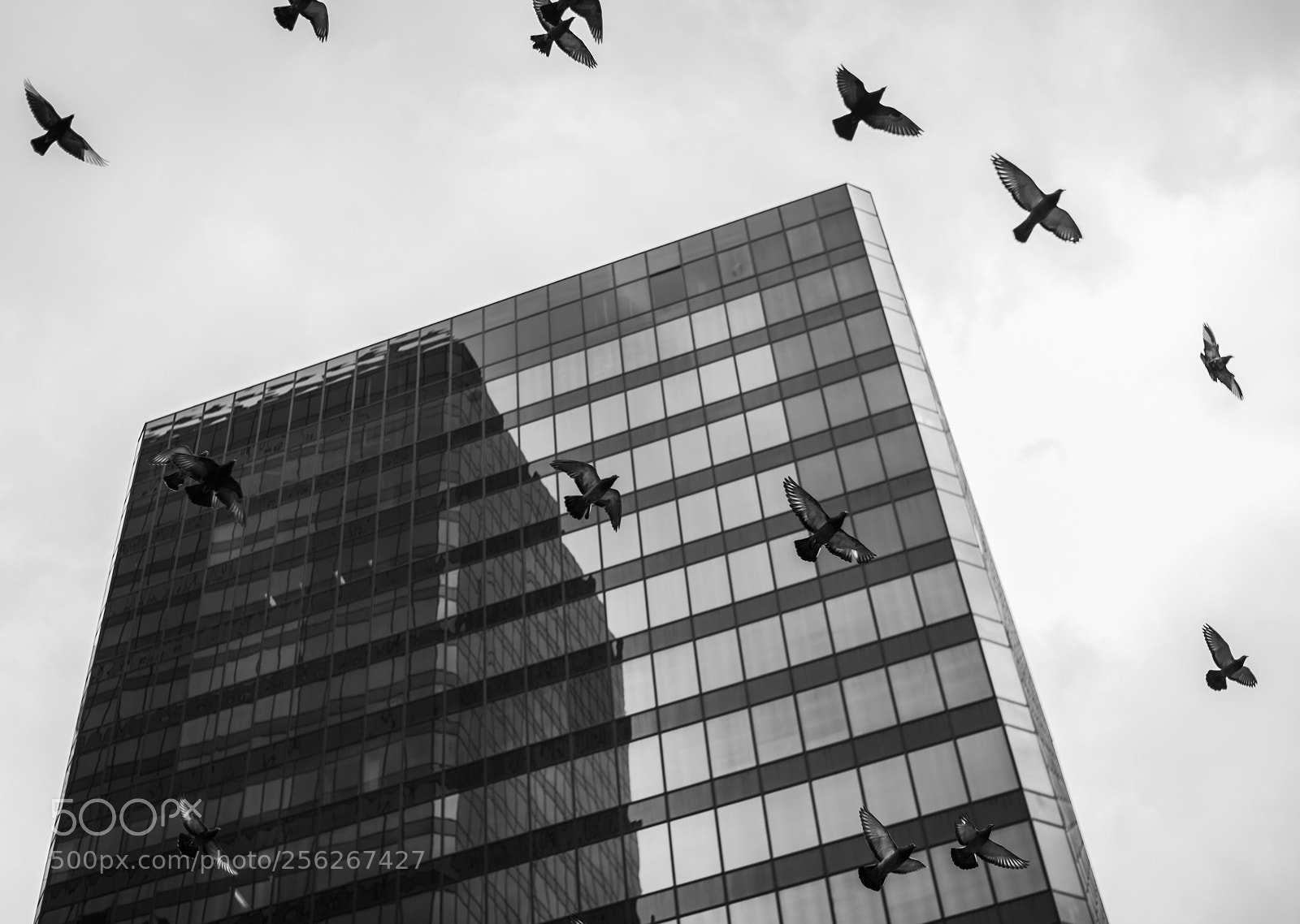 Nikon D800 sample photo. Pigeons photography