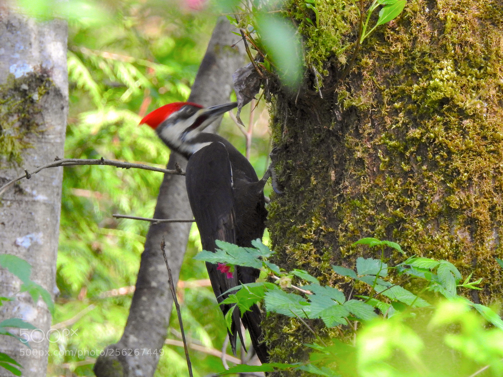Nikon Coolpix P900 sample photo. Pileated woodpecker photography