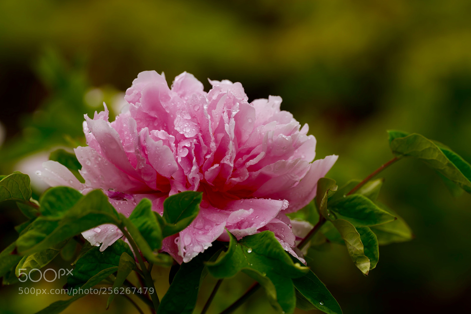 Leica SL (Typ 601) sample photo. Untitled photography