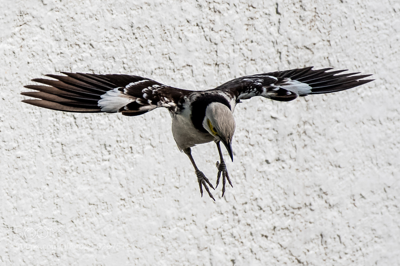 Nikon D500 sample photo. Graceful descend photography